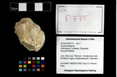 Foto (Objekt + Etikett) von Goniodromites sp.  (NHMW-GEO-2014-0194-0775)
